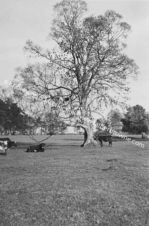 SUNLIGHT TREES AND BRANCHES WITH COWS IN FIELD